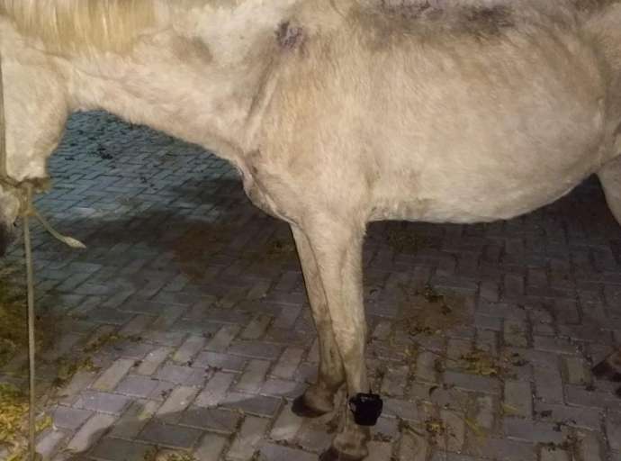 Cavalo é encontrado com tornozeleira eletrônica no Ceará