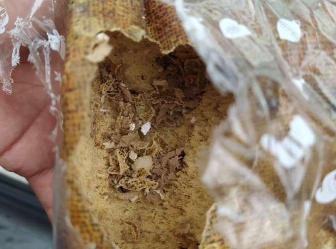 Casal encontra fezes de rato em panetones vendidos em atacadista no litoral de SP: 'Absurdo'