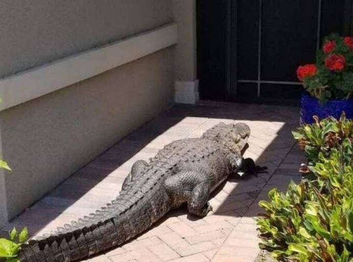 Jacaré gigante é atraído por cão e para diante de porta de casa em Ave Maria