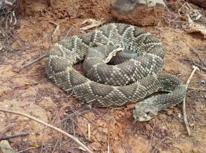 Cobras venenosas invadem casas e deixam moradores apavorados em bairro periférico de Rio Branco