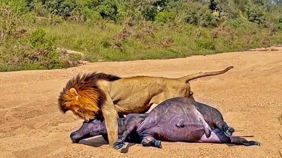 Poderoso leão faminto mostrou que é possível arrastar um búfalo pesado por um longo trajeto