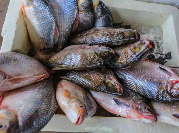 Estudo aponta que peixes consumidos pela população do Acre apresentam contaminação por mercúrio