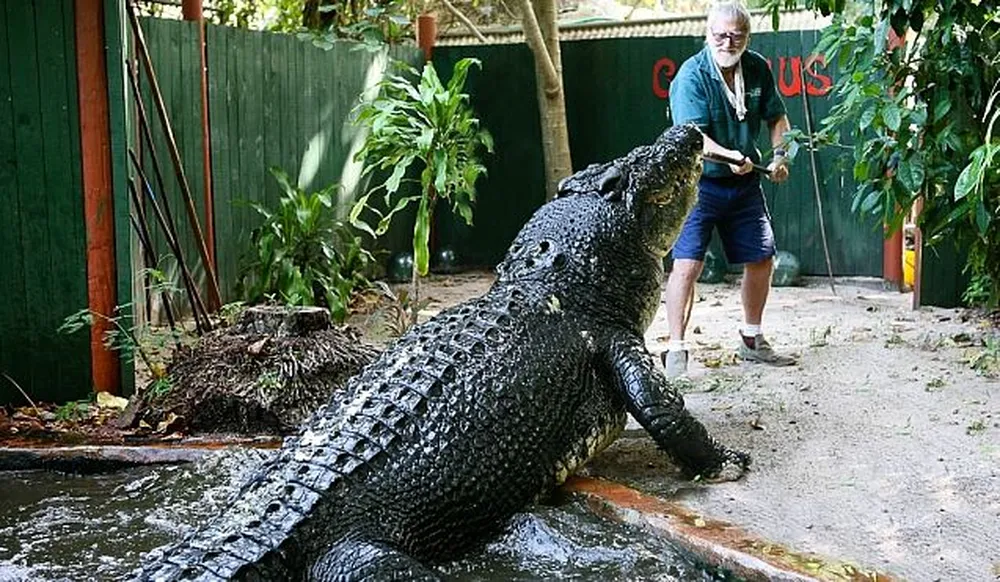 Cassius, maior crocodilo do mundo em cativeiro deve viver mais de 120 anos